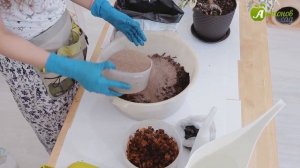 Фикус Бенджамина | Весенняя обрезка и пересадка