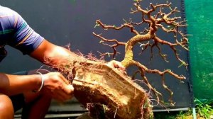 #How to make tamarind bonsai tree in the garden#janabonsai #tamarindbonsai #jana bonsai