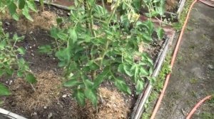 Томат Челнок Белорусской селекции