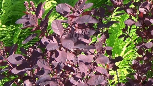 Кустарники IN RED встречают лето смотреть онлайн