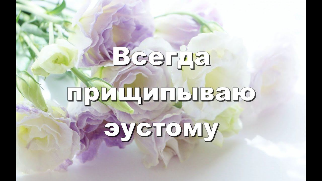Всегда прищипываю эустому