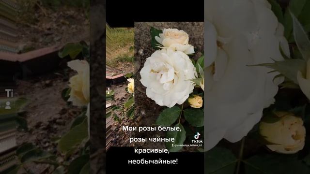 Мои РОЗЫ БЕЛЫЕ И ЧАЙНЫЕ красивые, необычайные смотреть онлайн