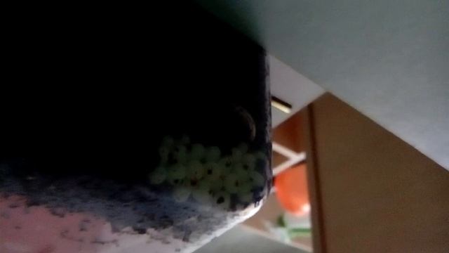 Опять кладка у улиток ликомилярии смотреть онлайн