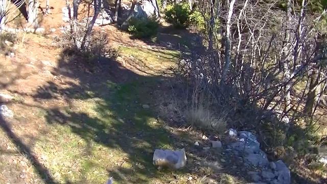 Крым Природа Окрестности Гаспры ранняя весна. Crimea Nature Neighborhood Gaspra early spring смотреть онлайн