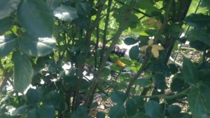 Розы в моем саду. Пьер де ронсар. Обрезка розы.