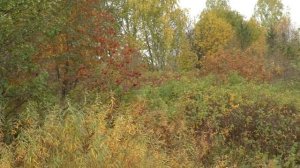 Молома в октябре