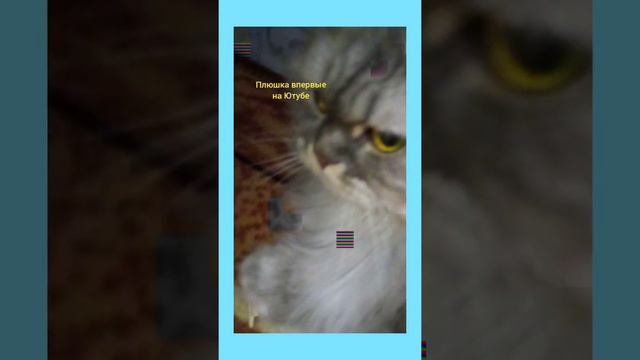 Плюшка впервые на Ютубе 😺🐱🐈