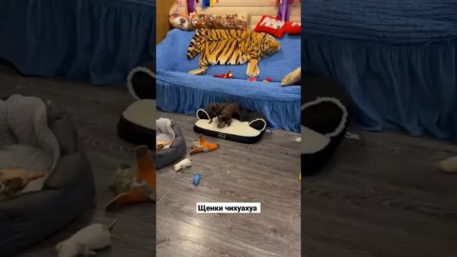 Шоколадные щенки ЧИХУАХУА. Valentra.ru