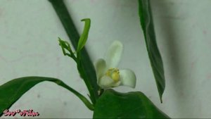 Citrus unshiu Miagawa (мандарин Миагава)
