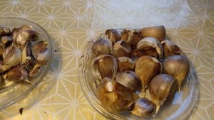 Чеснок шадейка. Результат прошлогодней посадки. Ленинградская область.