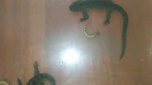 Испанские иглистые тритоны. Дома. Краткий обзор!!!