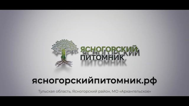 Отборные сорта вишни - видео обзор из питомника смотреть онлайн