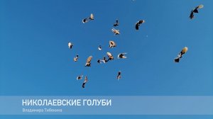 Голуби николаевские