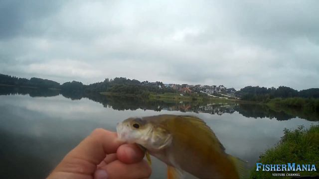 В поисках окуня. Рак NIMBLE зарешал! смотреть онлайн