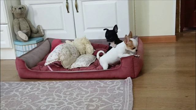 Щенки чихуахуа. Мальчик и девочка. 2 месяца. Предлагаются. смотреть онлайн