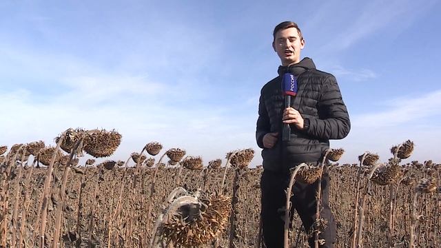 На полях региона завершается уборка подсолнечника смотреть онлайн