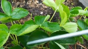 Обзор ремонтантных сортов клубники и нейтрального светового дня