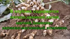 Топинамбур-земляная груша.Полезные свойства.