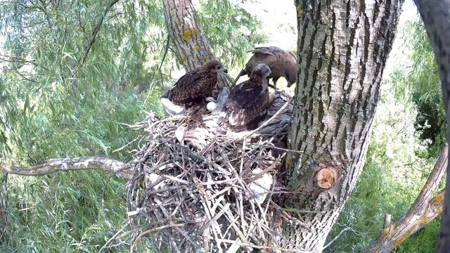 Коршун кормит птенцов окунем. смотреть онлайн