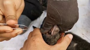 Removing 1000 Ticks From Dog's Ear, Dog Ticks Cleaning, donjean