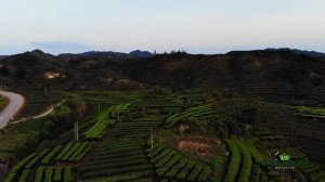 Чайные плантации. Будни китайских крестьян. Редкие сорта чая из провинции Гуандун. Чао Ча