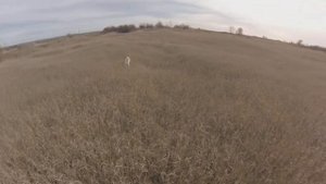 Охота с эпаньол бретоном в Воронежской области.