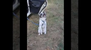 В память самого замечательно пёсика Шарика ( для Канала Вредина лайф и Хомки)