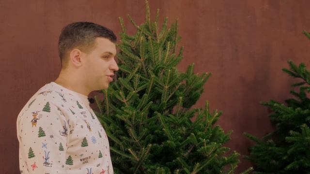 ПИХТА НОРДМАНА ИЛИ ПИХТА ФРАЗЕРА? КАКУЮ ВЫБРАТЬ? Elki.vip отвечает на Ваши вопросы.