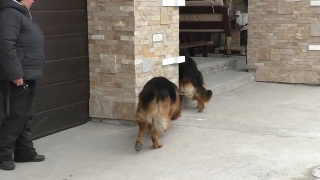 Ждем Щенков Длинношерстной Немецкой овчарки. Soon. Long-haired German shepherd puppies.