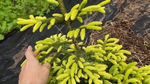 Picea orientalis Golden Start