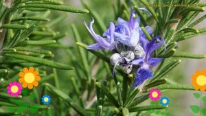 Розмарин лекарственный Блю винтер. Краткий обзор, описание rosmarinus officinalis Blue Winter
