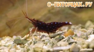 Креветка кардинал (Cardinal Shrimp) - o-pitomcax.ru