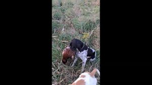 Мифы и легенды. Английский пойнтер