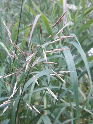 33. Костёр безостый - Bromus inermis