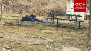 В США медведь зашел во двор и начал веселиться на батуте