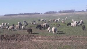 Весений выпос  овец .матки с ягнятами.