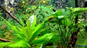 Зелёный налет на стёклах аквариума, протококкус.