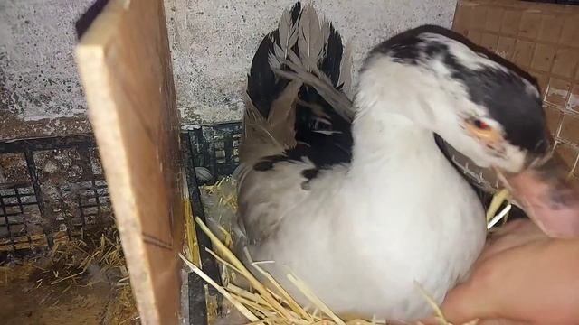 овоскопирование гусиного яйца под уткой! Сколько осталось??ремонт гнезда! смотреть онлайн