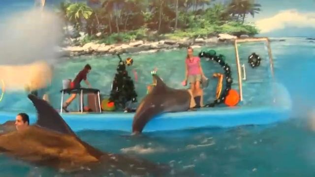 Дельфинарий "НЕМО" п. Джубга смотреть онлайн