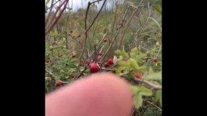 Сбор боярышника в сентябре.