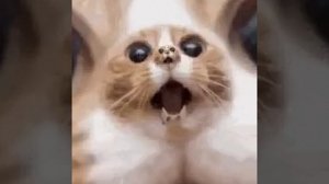 VID-20230527-WA0000.mp4