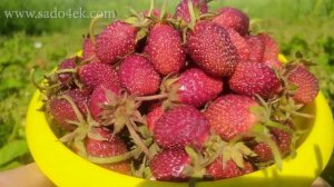 Земклуника Купчиха и Ананасная. Обзор + розыгрыш. Саженцы земклуники. Купить саженцы земклуники.