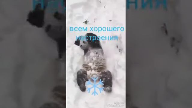 Всем хорошего настроения 😀#хорошего настроения#настроение смотреть онлайн