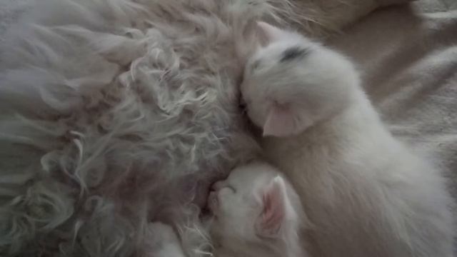 Милота зашкаливает:) Маленькие милые котята/Cute kittens смотреть онлайн