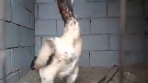 Курица Шамо