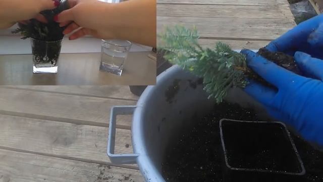 Черенкование хвойных в феврале. Печальные итоги смотреть онлайн