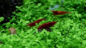 Выбор освещения для аквариума, мой опыт с 4 светильниками