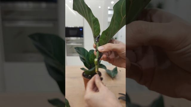 Как размножить #фикус #Лирата Бамбино / Обрезка фикуса Лирата /  Черенкование Лираты Бамбино