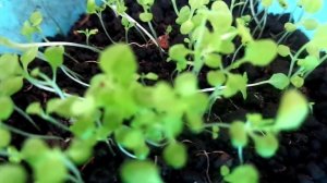 Выращивание рассады Петунии и Лобелии на подоконнике.