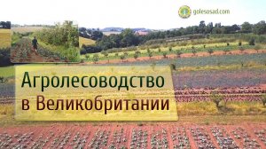 Агролесоводство в Великобритании!